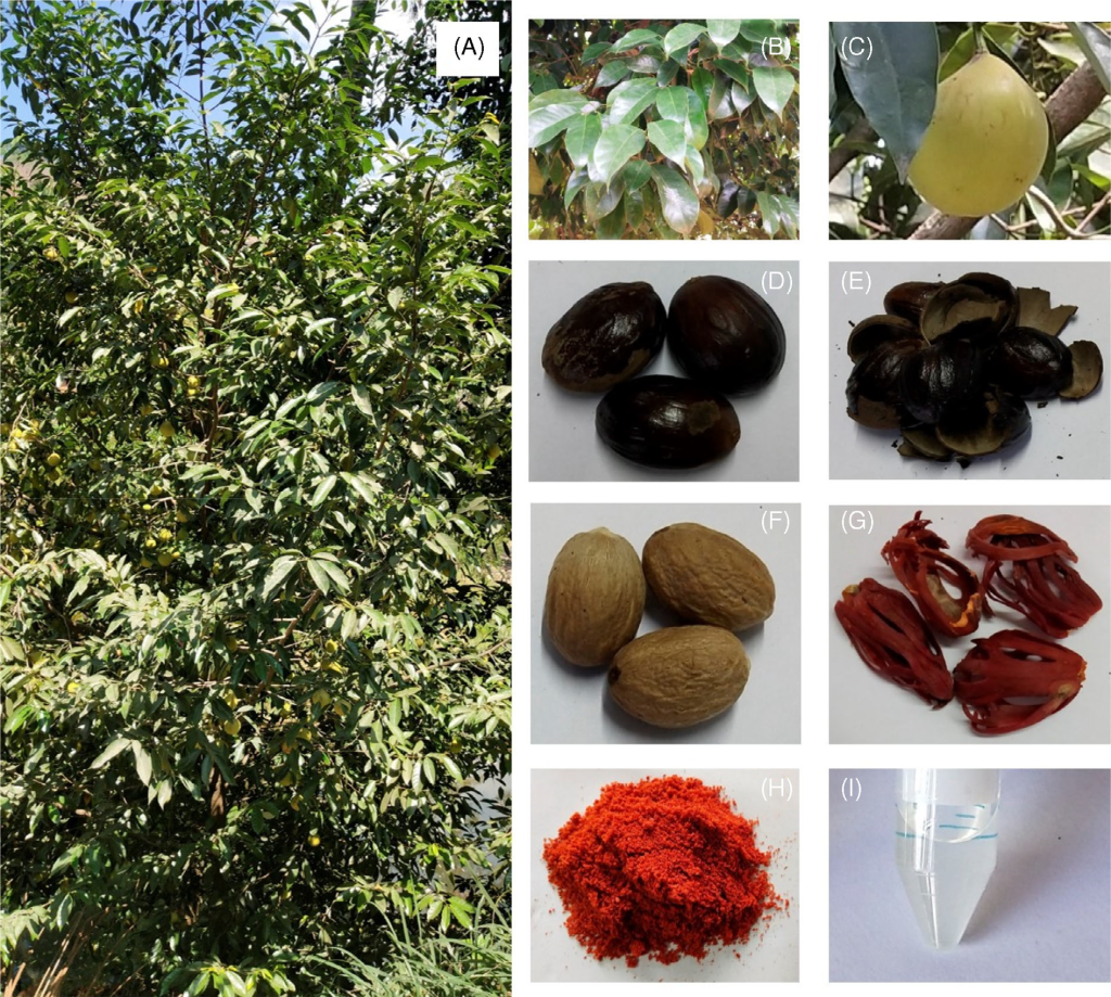 Gambar 1. Identifikasi Morfologi Myristica fragrans Houtt. (a) Pohon muda; (b) daun tanaman; (c) buah; (d) benih; (e) kulit buah; (f) kernel (pala); (g) gada (aril); (h) bubuk fuli yang dihaluskan; dan (i) minyak atsiri dari fuli [3]